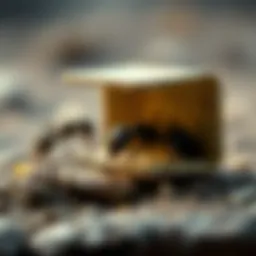 Effective ant trap showcasing bait mechanism