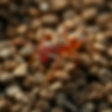 Overview of active ingredients in ant traps