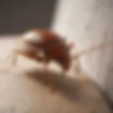 Understanding the Bed Bug Life Cycle Illustration of bed bug life cycle