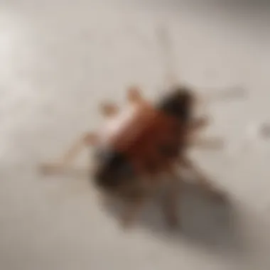Safety Precautions for Using Pest Control Products Safety precautions for pest control