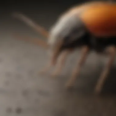 Common Pests in Decatur, GA An infographic illustrating common pests found in Decatur, GA.