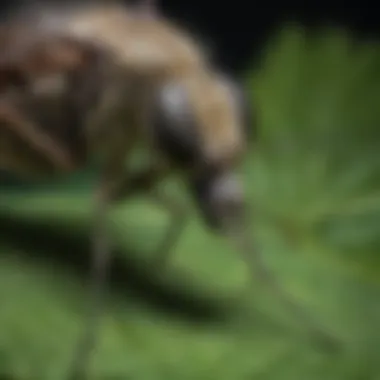 A close-up view of a mosquito resting on a leaf