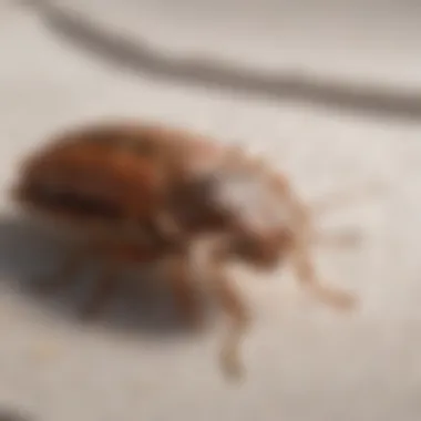 An illustration of a bed bug on a mattress