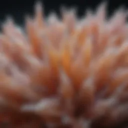 Borax crystals displayed on a surface