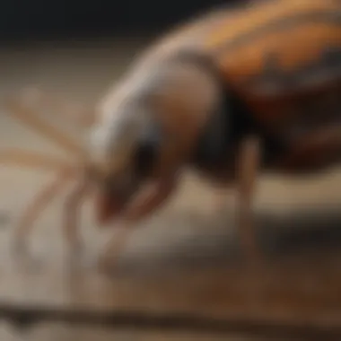 Identifying Common Pests in Pflugerville Common pests in Pflugerville homes