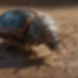 Close-up of a common pest found in Corpus Christi