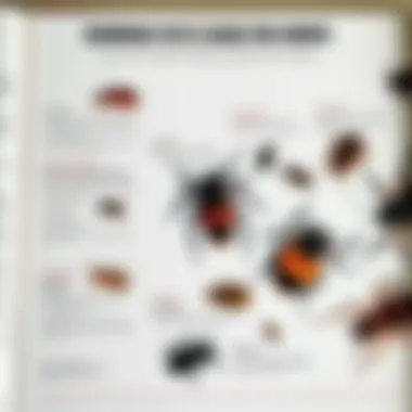 Common Pests Found in Homes A diagram showing common household pests