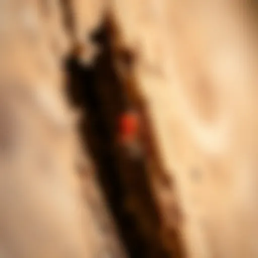 Close-up view of termite damage on wood