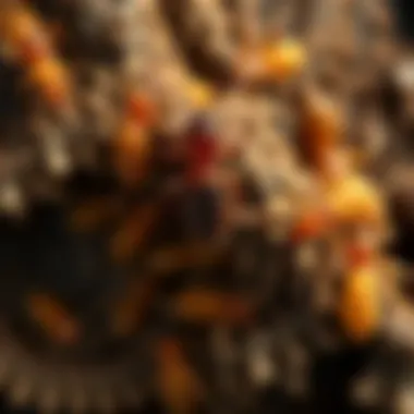 Graphic representation of termite lifecycle