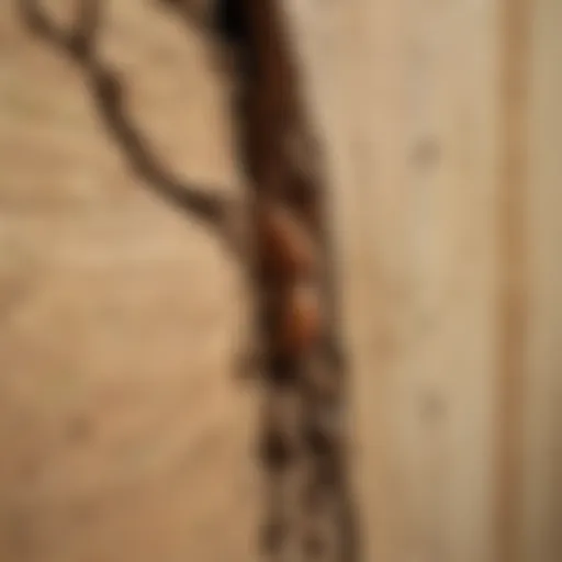 Close-up view of termite damage on wood