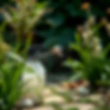 Garlic spray application in a garden