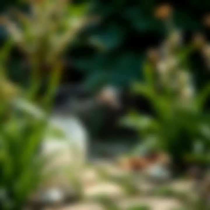 Garlic spray application in a garden