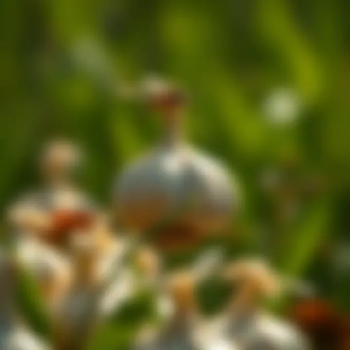 Ecological benefits of using garlic spray