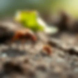 Identification of common pests in Omaha