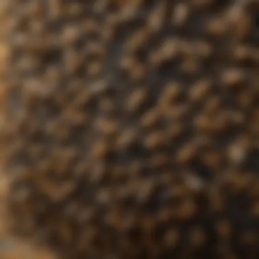 Close-up view of a hive showing the intricate structures and bees.