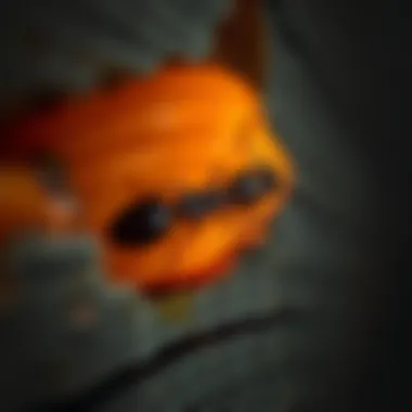 Preventing Termite Infestation Preventive measures against termite infestation