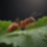 Close-up of a honeydew ant on a leaf