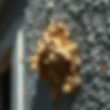 Close-up of mold growth on stucco surface