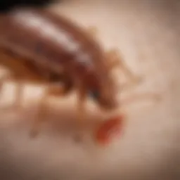 Close-up of bed bug bites on skin showing red welts