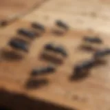 Close-up of carpenter ants on wooden surface