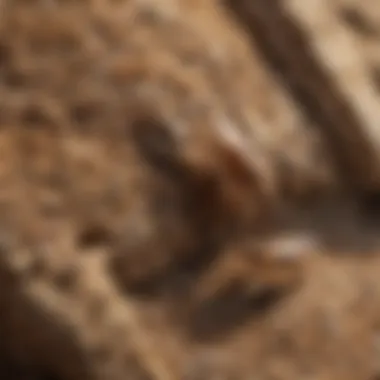 Natural Remedies for Termite Removal Natural substances used for termite removal