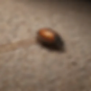 Homeowner inspecting fabric for signs of carpet beetles