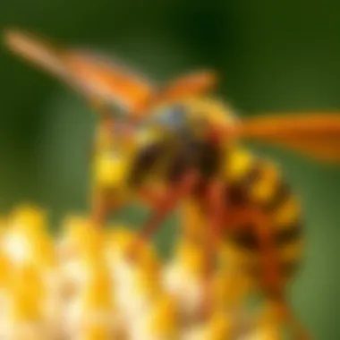 Wasp Behavior and Social Structure Illustration of wasp behavior and social structure