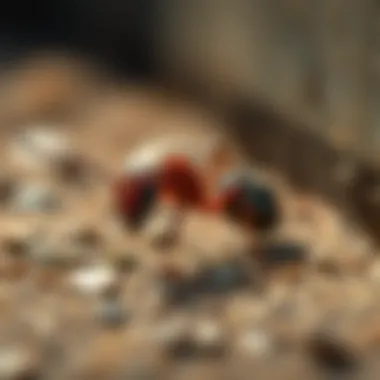 Notable How to Keep Ants Out of Your Home Notable How to Keep Ants Out of Your Home