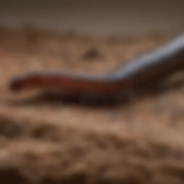 Close-up of a centipede in a home environment