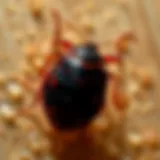 Identifying Bed Bug Bites: Signs, Symptoms, and Solutions Introduction