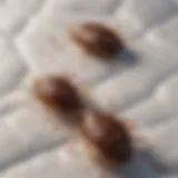 Close-up of bedbugs on a mattress