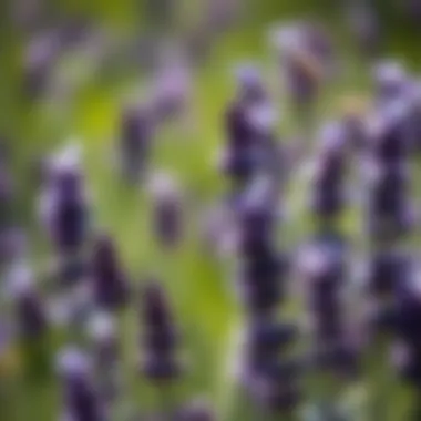 Comparison of Lavender and Synthetic Repellents Comparison of lavender and synthetic repellents