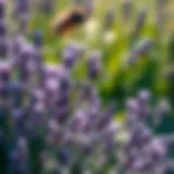 Lavender flowers in full bloom
