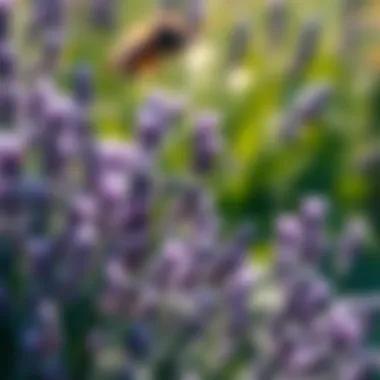 Lavender Flowers in Bloom Lavender flowers in full bloom