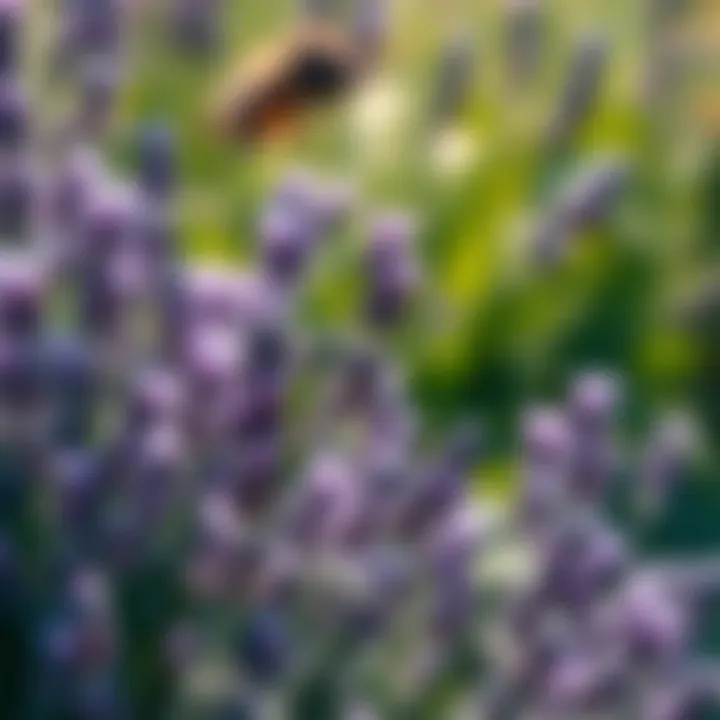 Lavender Flowers in Bloom Lavender flowers in full bloom