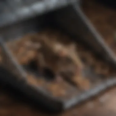 Close-up of bait placement in a rodent trap