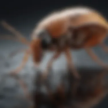 Harnessing Essential Oils Against Fleas Essential oils for flea control