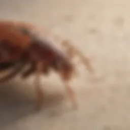Close-up view of a bed bug on fabric