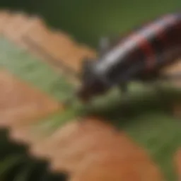 Close-up view of earwig on a leaf