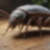 Detailed view of common pests found in Seattle homes