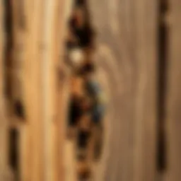 Identifying termite damage in wooden structures