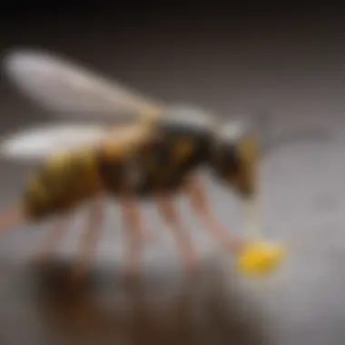 An eco-friendly homemade wasp repellent spray in a reusable bottle