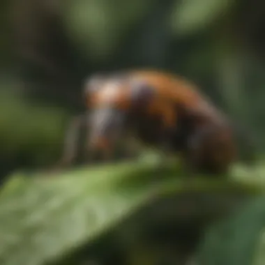 Close-up of beneficial insects in an Atlanta garden