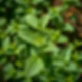 Fresh peppermint leaves in a garden setting