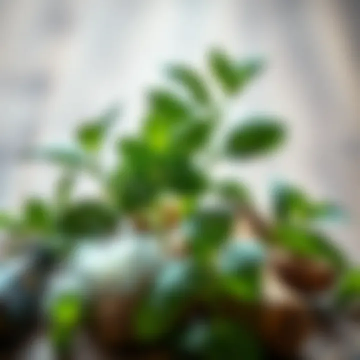 A close-up view of the preparation ingredients for peppermint spray