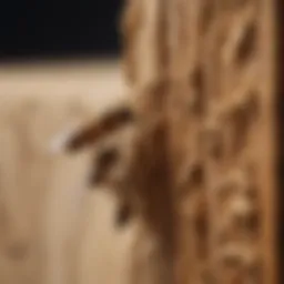 Identifying termite damage in wooden structures