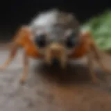 A close-up view of common pests found in Fort Lee, NJ