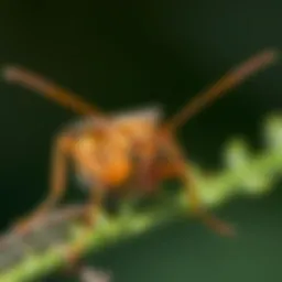 Identifying common pests in Goose Creek