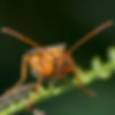 Common Pests Identification in Goose Creek Identifying common pests in Goose Creek