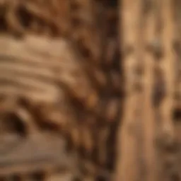 A close-up view of termite damage in wood